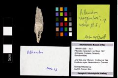 Foto (Objekt + Etikett) von Pithonoton marginatum n.sp. (Meyer, 1842)  (NHMW-GEO-1990-0041-2568)